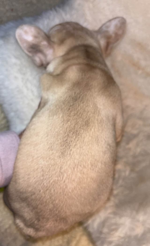 new puppies any moment! 707-337-9223 media 22