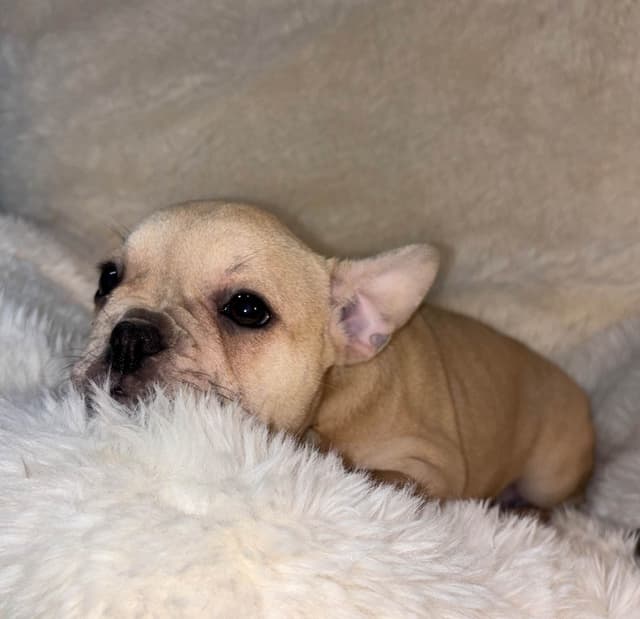 new puppies any moment! 707-337-9223 media 24