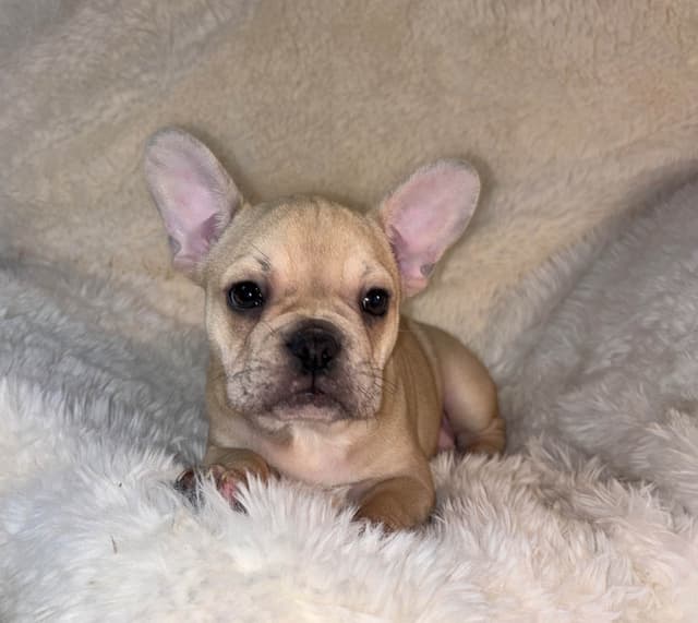 new puppies any moment! 707-337-9223 media 25