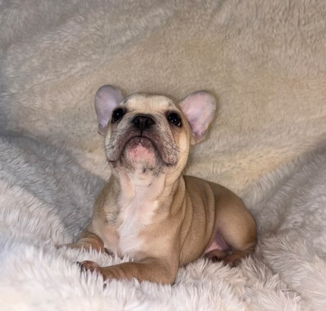 new puppies any moment! 707-337-9223 media 26
