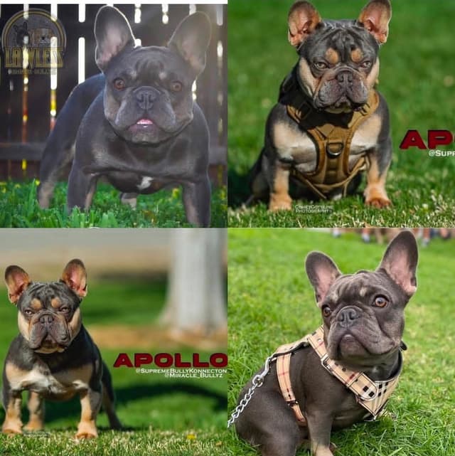 Black & Tan male carrier - ready to just love on or breed 707-337-9223 media 17