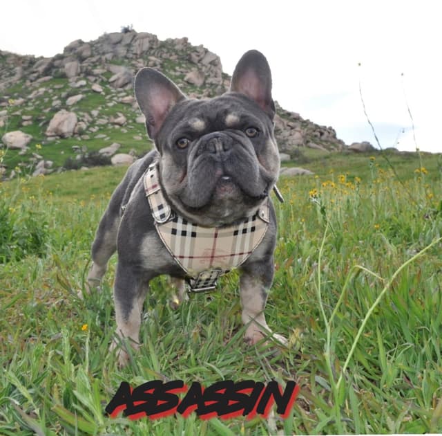 Black & Tan male carrier - ready to just love on or breed 707-337-9223 media 19