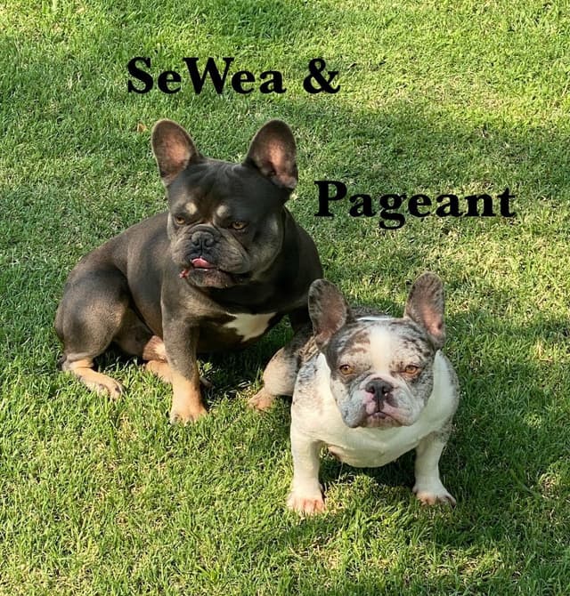 new puppies any moment! 707-337-9223 media 29