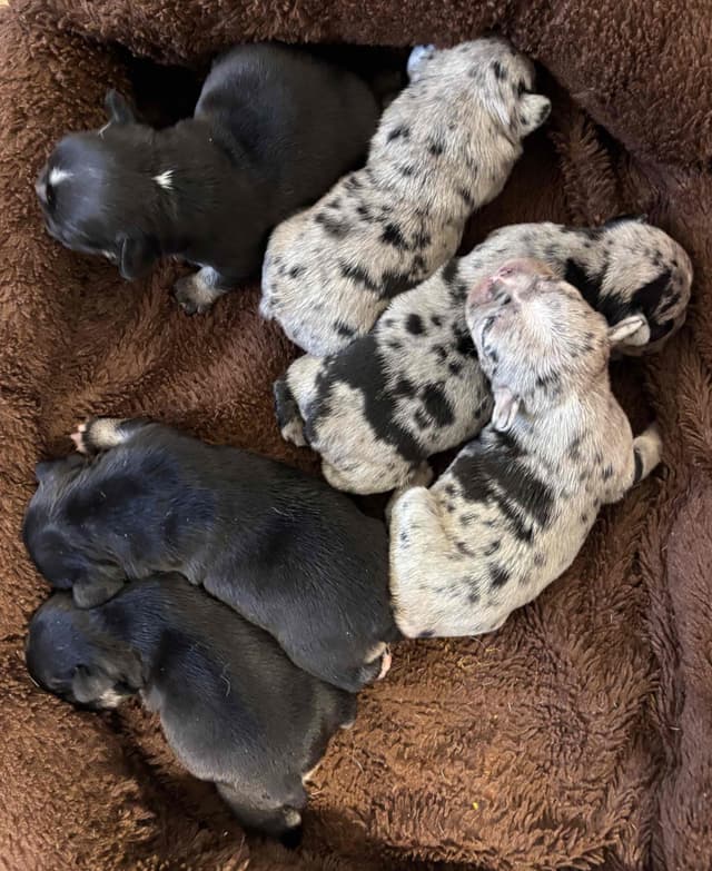 PD (A Pageant Choco dau)  & SeWea babies! 707-337-9223 media 10