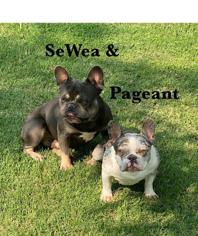 PD (A Pageant Choco dau)  & SeWea babies! 707-337-9223 media 18