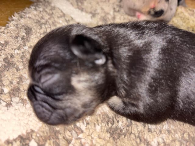 PD (A Pageant Choco dau)  & SeWea babies! 707-337-9223 media 25