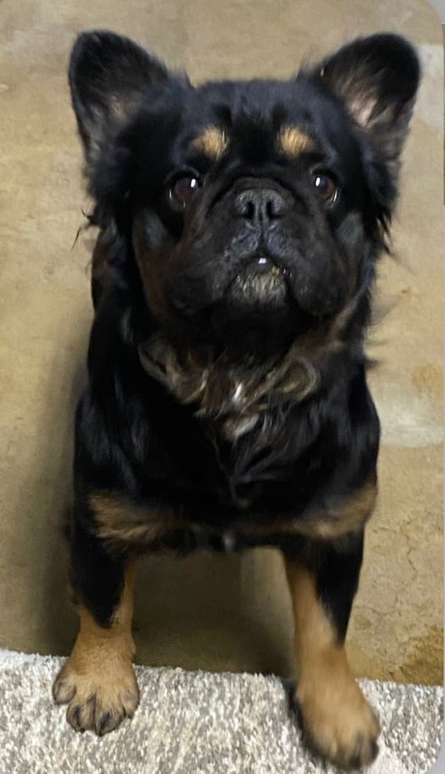 Black & Tan male carrier - ready to just love on or breed 707-337-9223 media 4