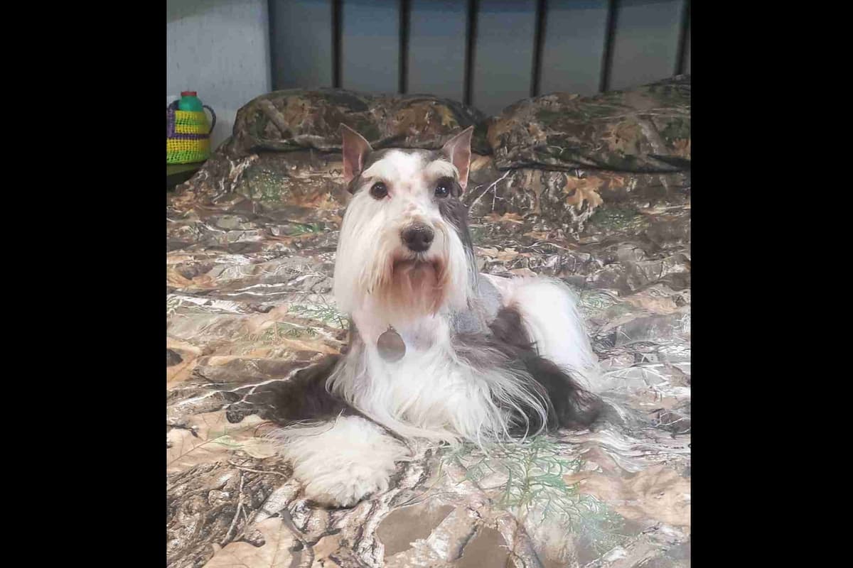Miniature Schnauzer Puppies breeder image 1