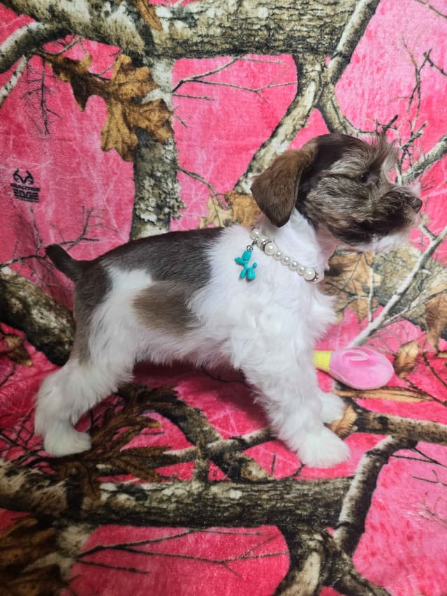 Miniature Schnauzer Puppies media 2