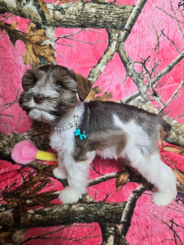 Miniature Schnauzer Puppies media 3