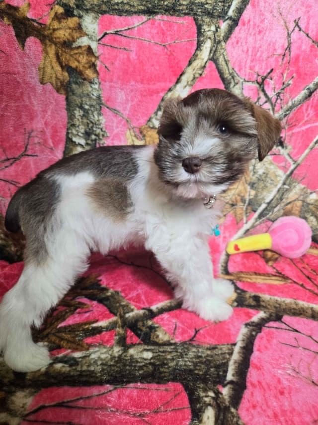 Miniature Schnauzer Puppies media 5