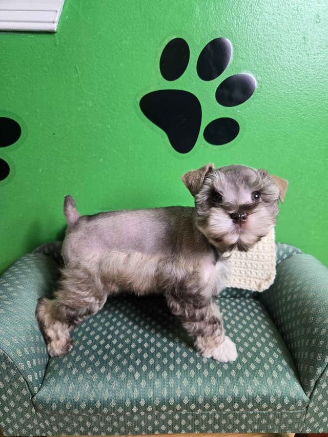 Miniature Schnauzer Puppies media 2