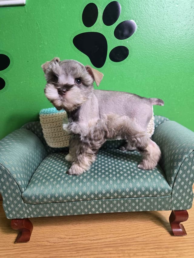 Miniature Schnauzer Puppies media 3