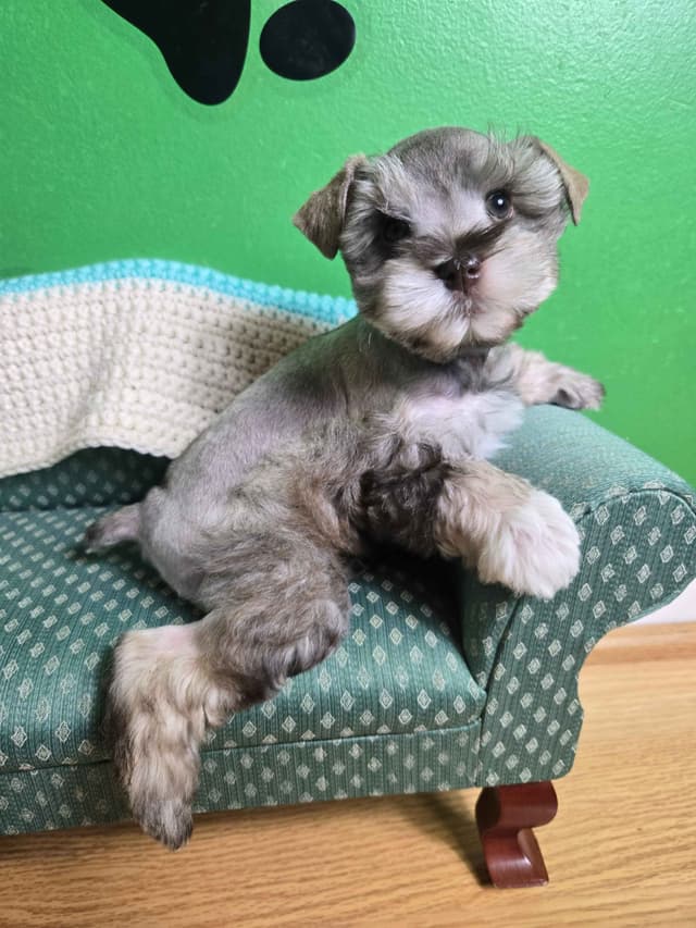 Miniature Schnauzer Puppies media 4