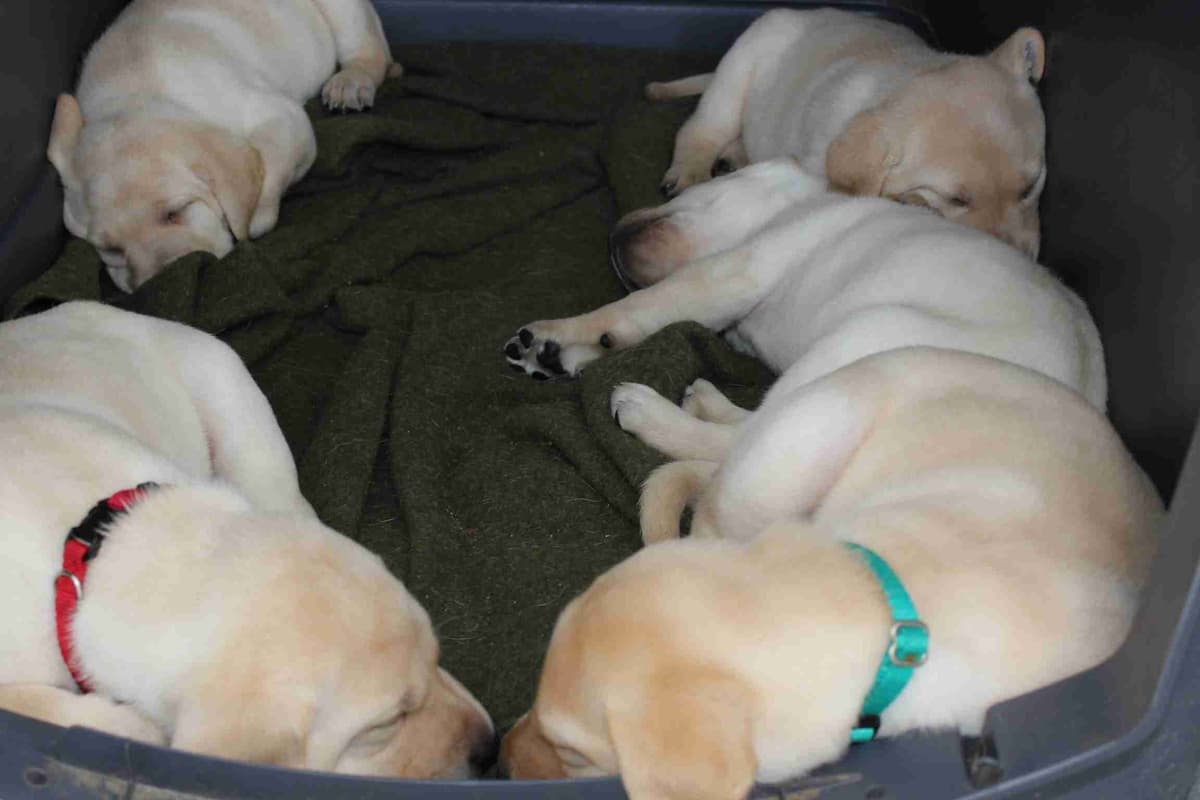 Labrador Retriever Puppies breeder image 3
