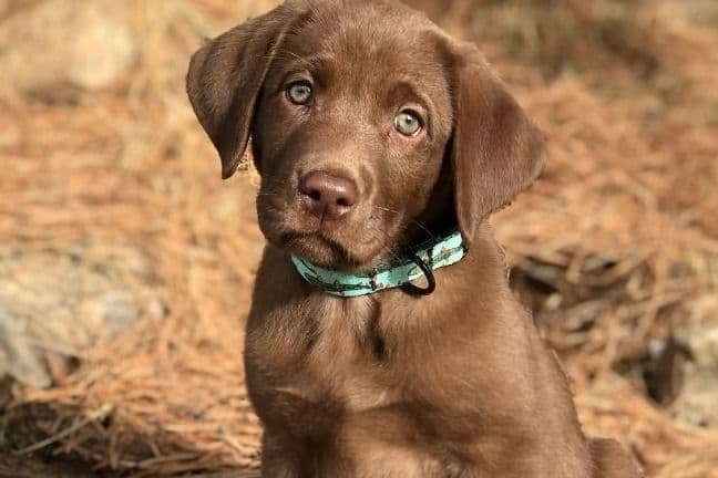 Labrador Retriever Puppies breeder image 7