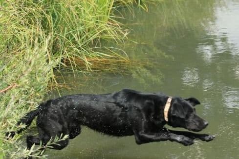 Labrador Retriever Puppies breeder image 9