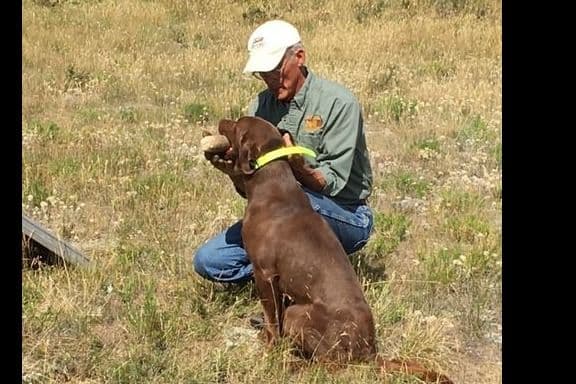 Labrador Retriever Puppies breeder image 12