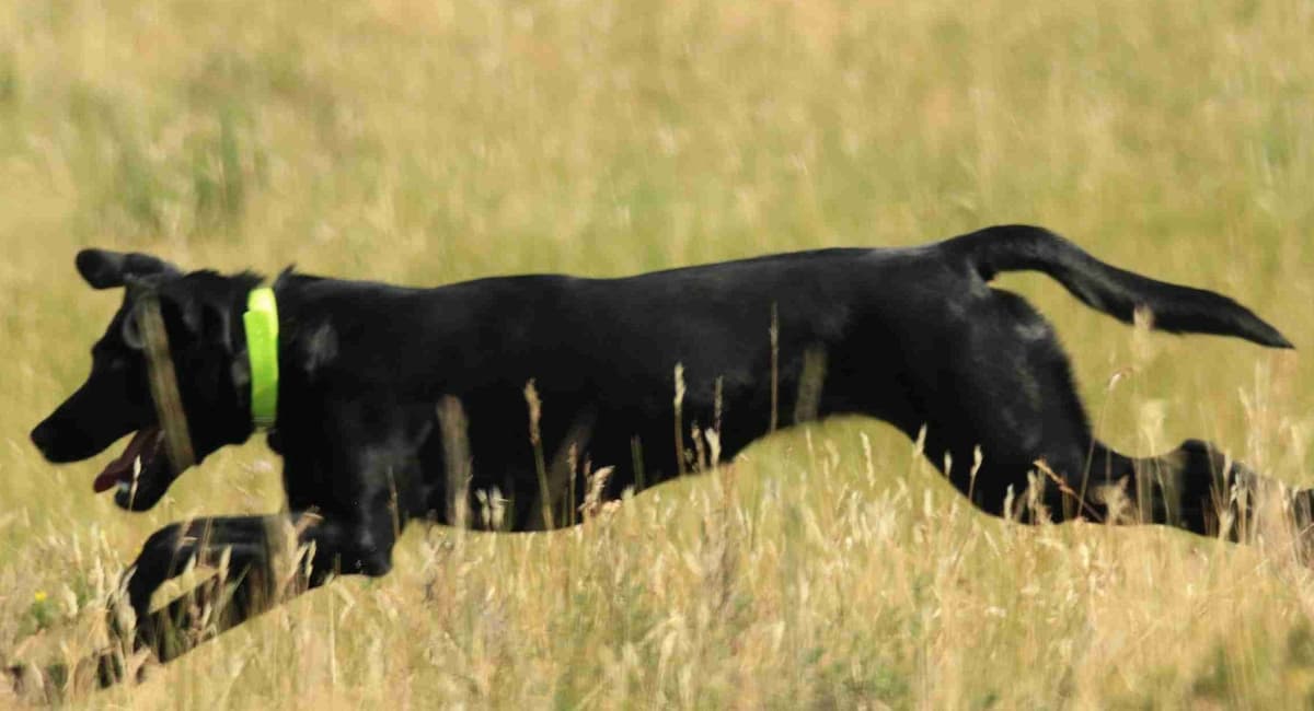 Labrador Retriever Puppies breeder image 16