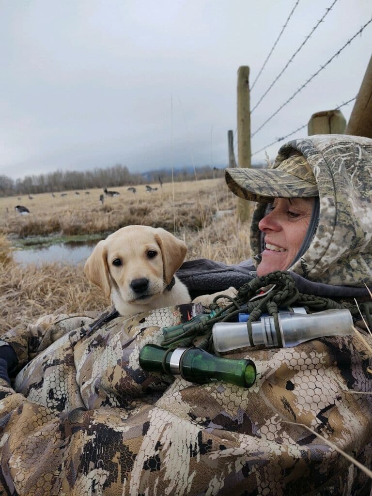 Labrador Retriever Puppies breeder image 18