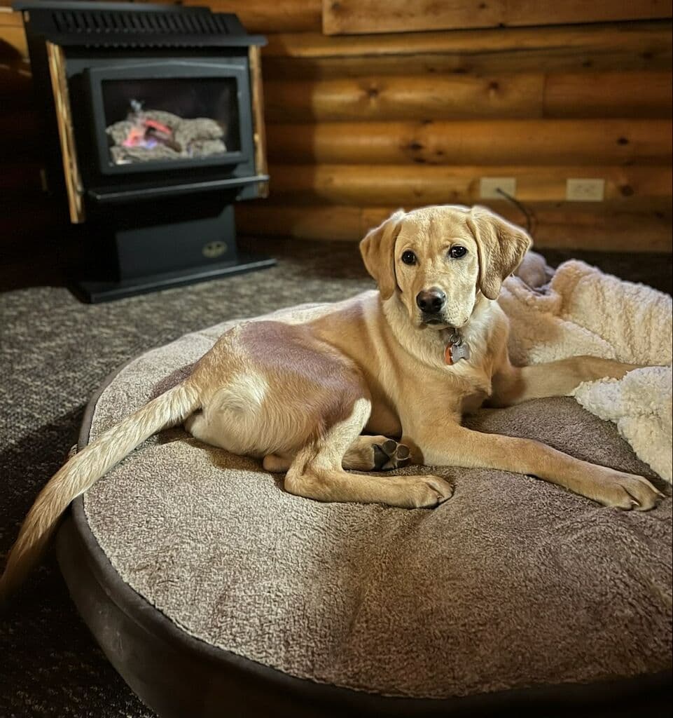 Labrador Retriever Puppies breeder image 19
