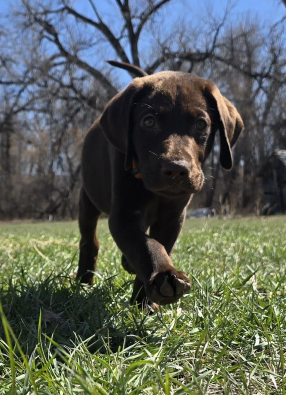 Labrador Retriever Puppies breeder image 20