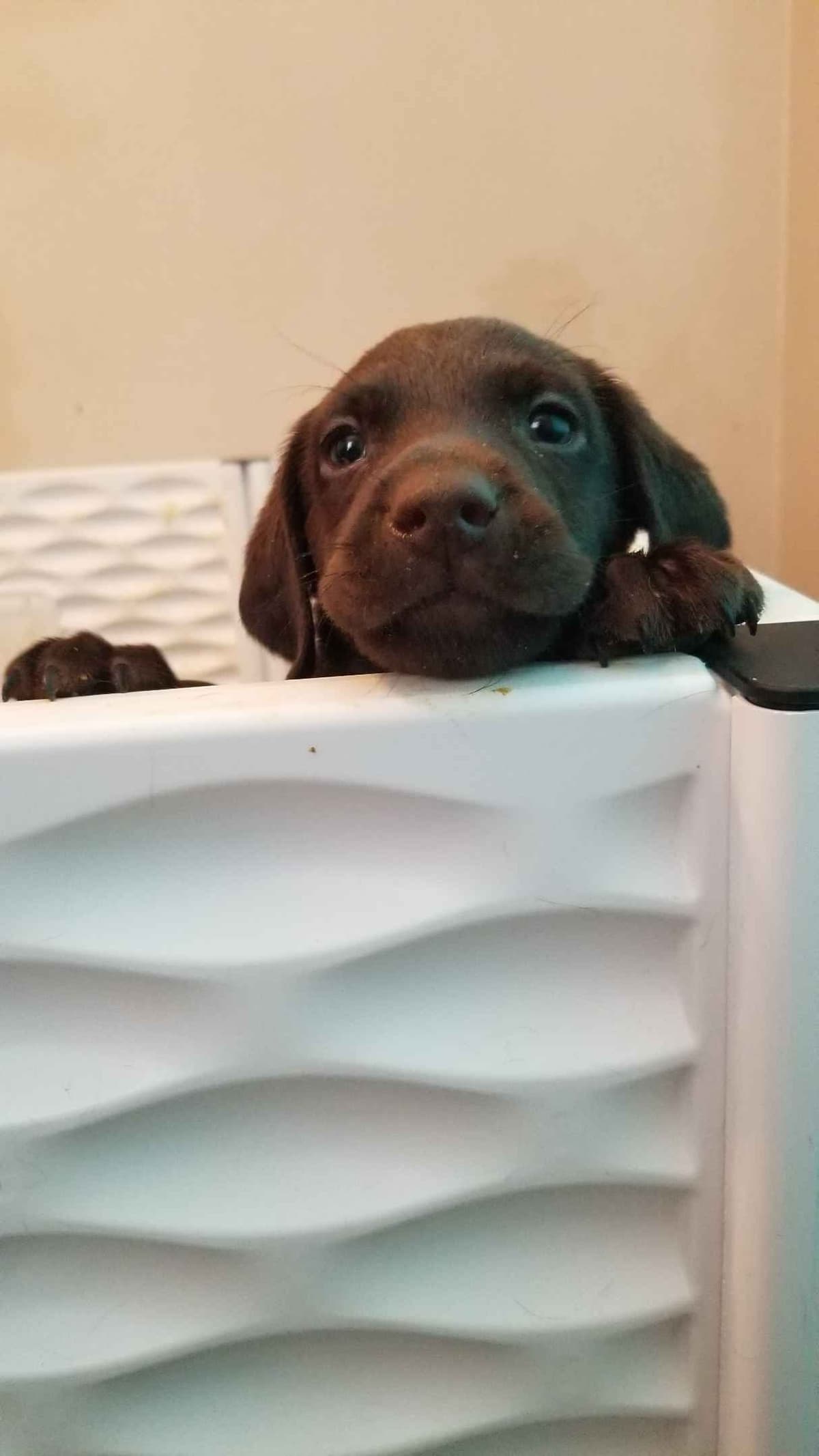 Labrador Retriever Puppies breeder image 21