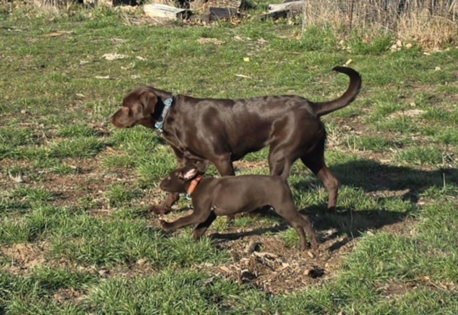 Labrador Retriever Puppies breeder image 25
