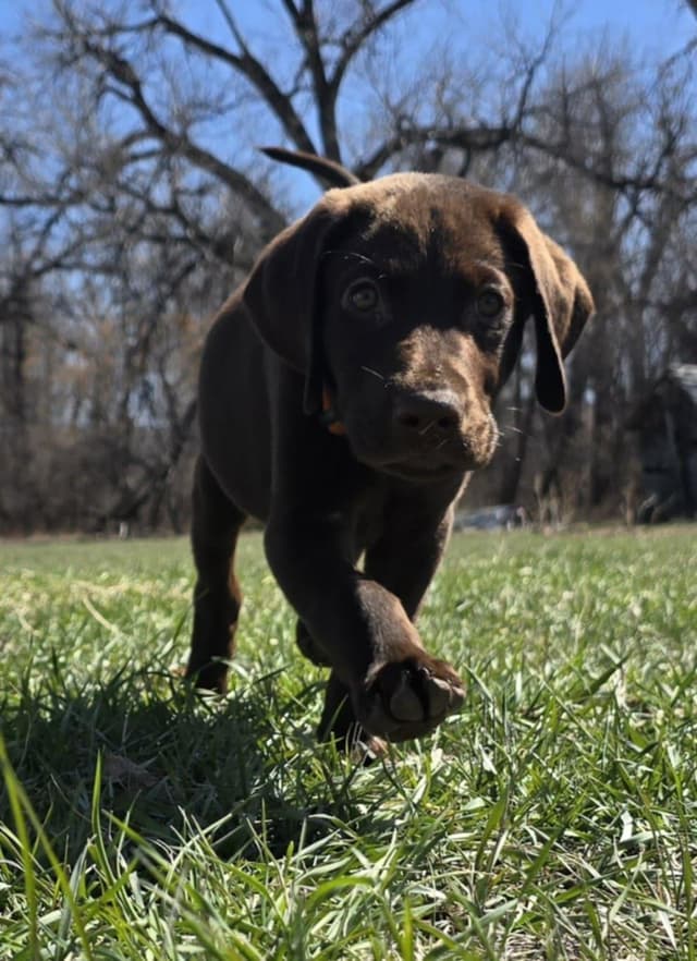 Labrador Retriever Puppies media 2