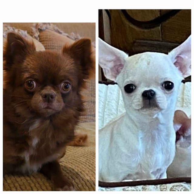 Pure Bred European Champion Bloodline short-haired  Chihuahua Puppies media 15