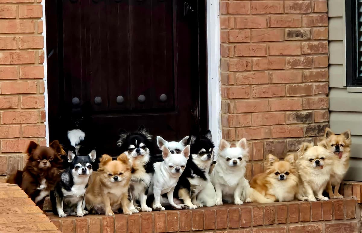Pure Bred European Champion Bloodline longhaired Chihuahua puppies breeder image 2