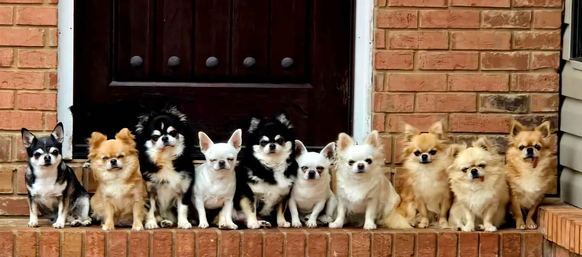 Pure Bred European Champion Bloodline longhaired Chihuahua puppies breeder image 3