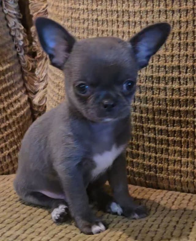 Pure Bred European Champion Bloodline short-haired  Chihuahua Puppies media 10