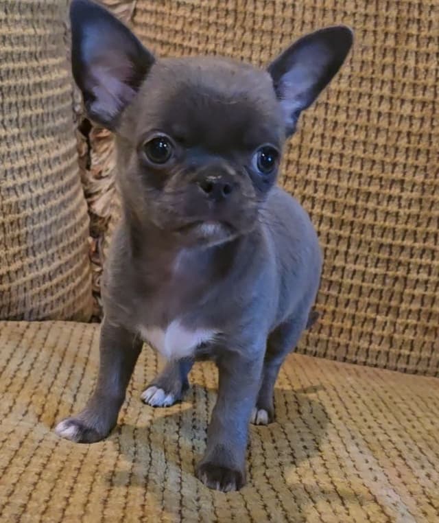 Pure Bred European Champion Bloodline short-haired  Chihuahua Puppies media 11