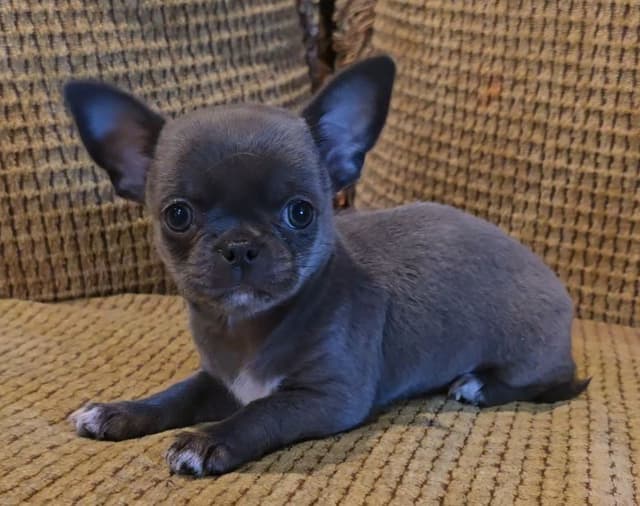 Pure Bred European Champion Bloodline short-haired  Chihuahua Puppies media 12