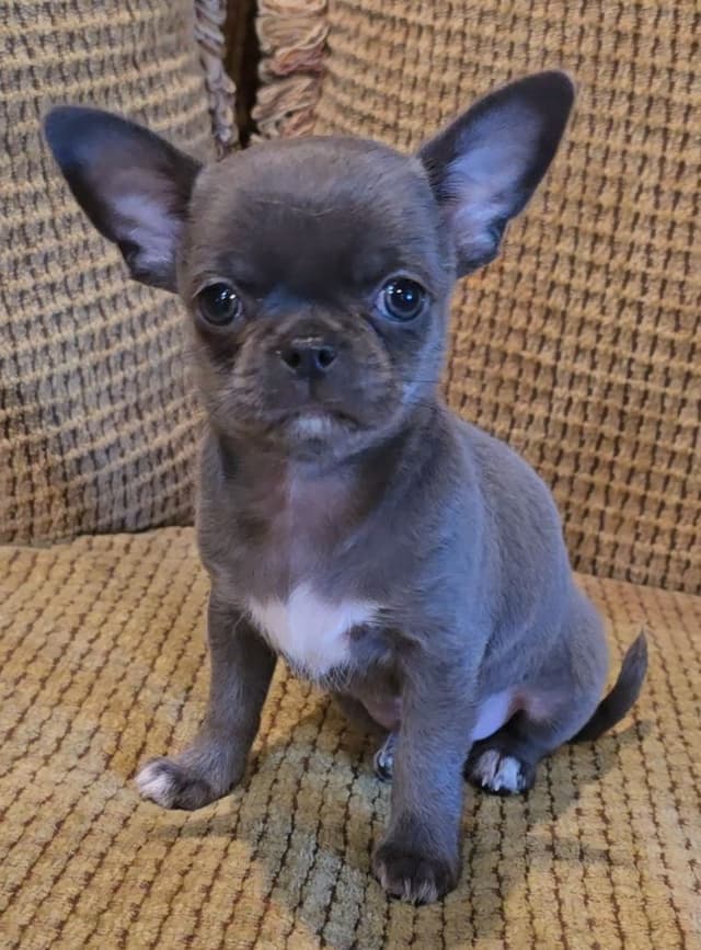 Pure Bred European Champion Bloodline short-haired  Chihuahua Puppies media 13