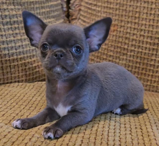 Pure Bred European Champion Bloodline short-haired  Chihuahua Puppies media 14