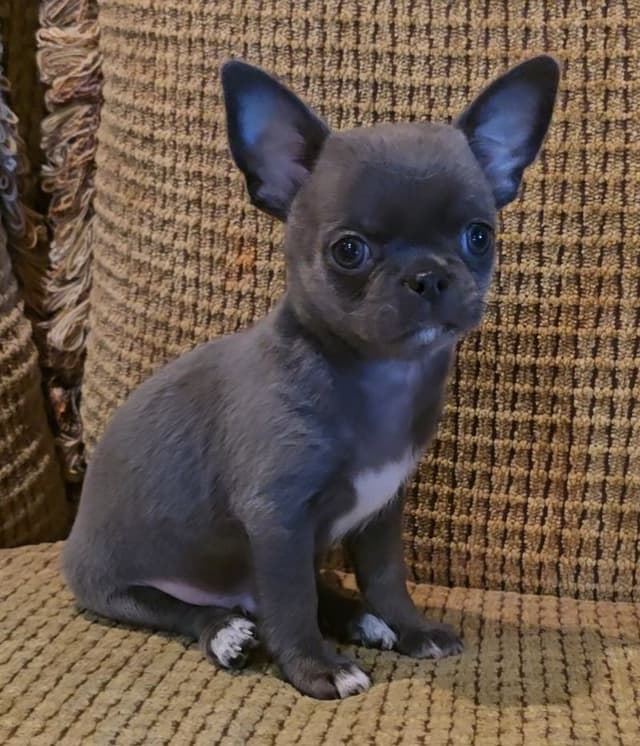 Pure Bred European Champion Bloodline short-haired  Chihuahua Puppies media 9