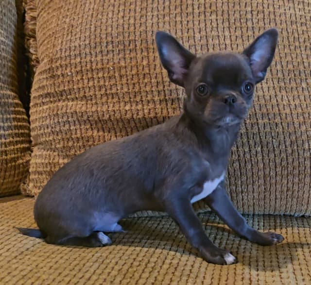 Pure Bred European Champion Bloodline short-haired  Chihuahua Puppies media 8