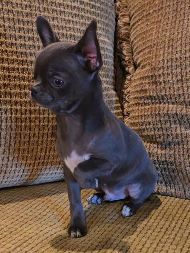 Pure Bred European Champion Bloodline short-haired  Chihuahua Puppies media 6