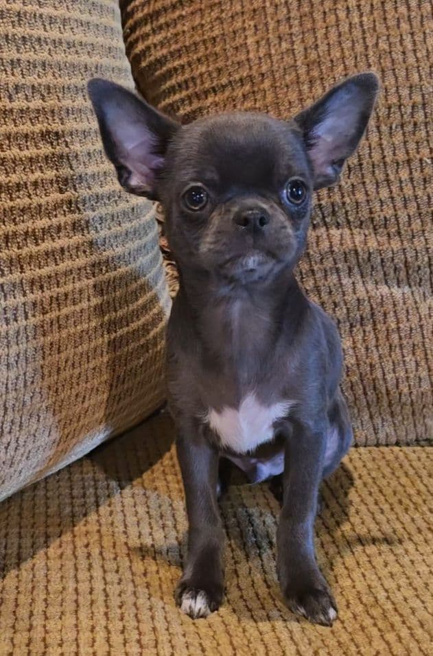 Pure Bred European Champion Bloodline short-haired  Chihuahua Puppies media 5