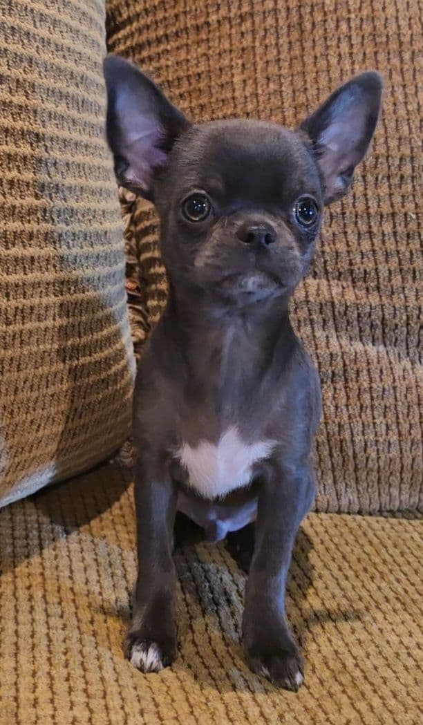 Pure Bred European Champion Bloodline short-haired  Chihuahua Puppies media 7