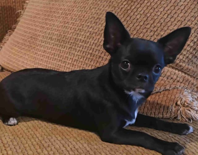 Pure Bred European Champion Bloodline short-haired  Chihuahua Puppies media 3