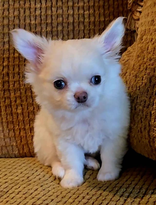 Pure Bred European Champion Bloodline longhaired Chihuahua puppy media 3
