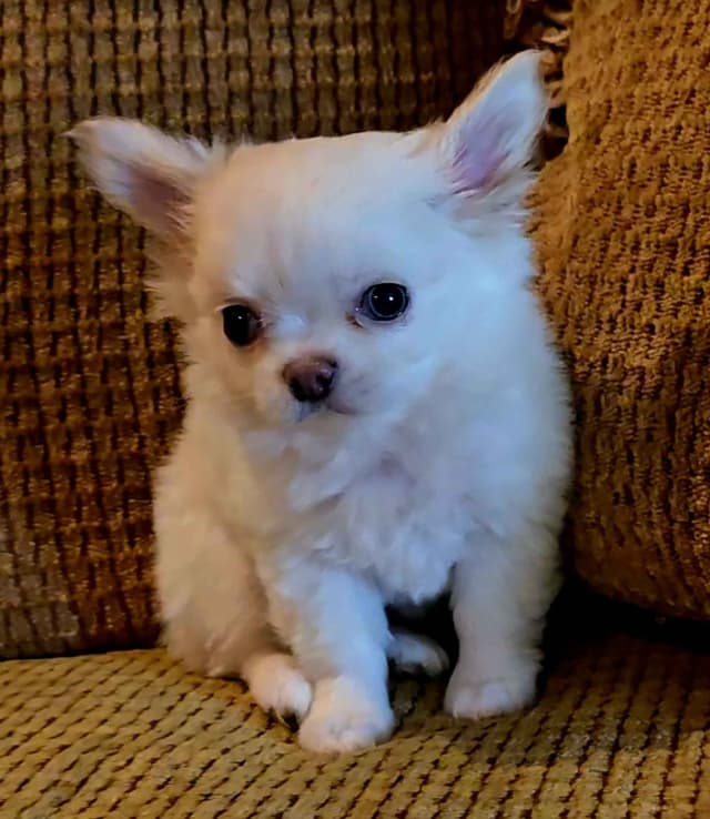 Pure Bred European Champion Bloodline longhaired Chihuahua puppy media 2