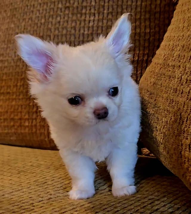 Pure Bred European Champion Bloodline longhaired Chihuahua puppy media 4
