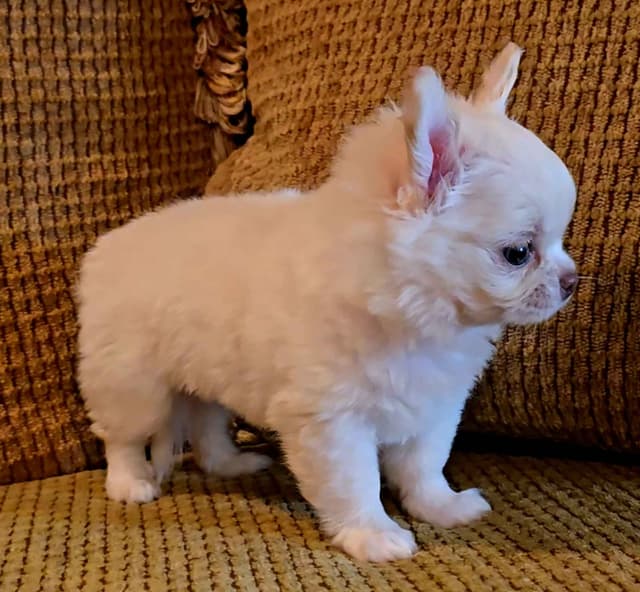 Pure Bred European Champion Bloodline longhaired Chihuahua puppy media 5