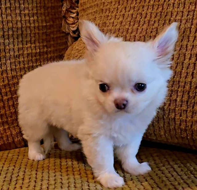 Pure Bred European Champion Bloodline longhaired Chihuahua puppy media 6