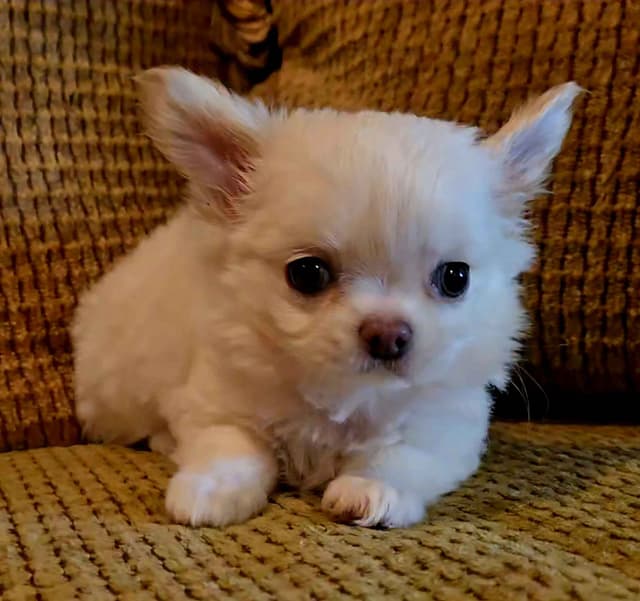 Pure Bred European Champion Bloodline longhaired Chihuahua puppy media 9