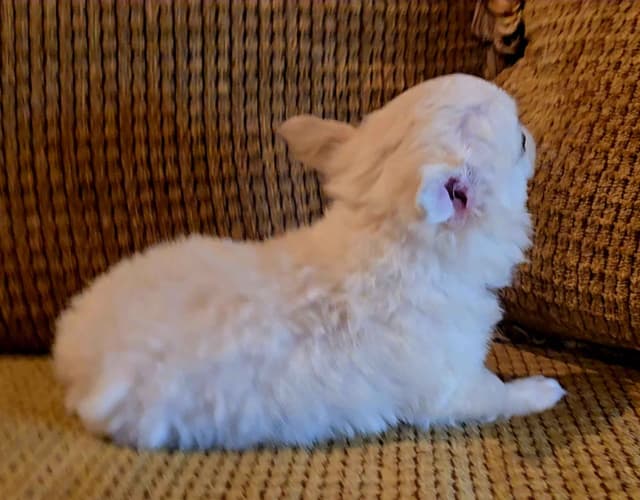 Pure Bred European Champion Bloodline longhaired Chihuahua puppy media 10